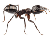 carpenter ant