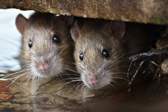 Rat Moms and Babies Demystifying Rat Reproduction Rates