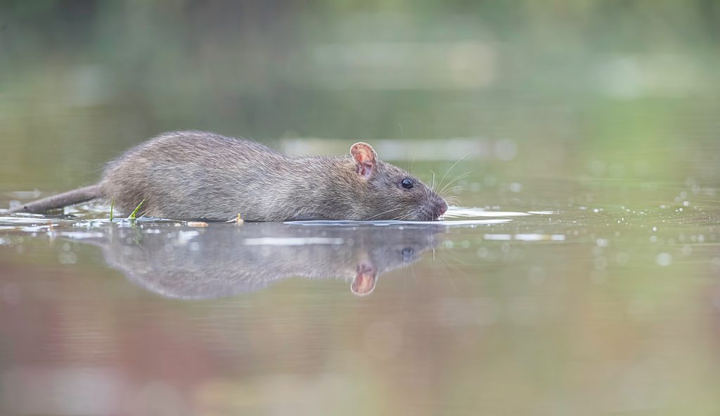 Rat Survival Skills Adapting to Urban Environments